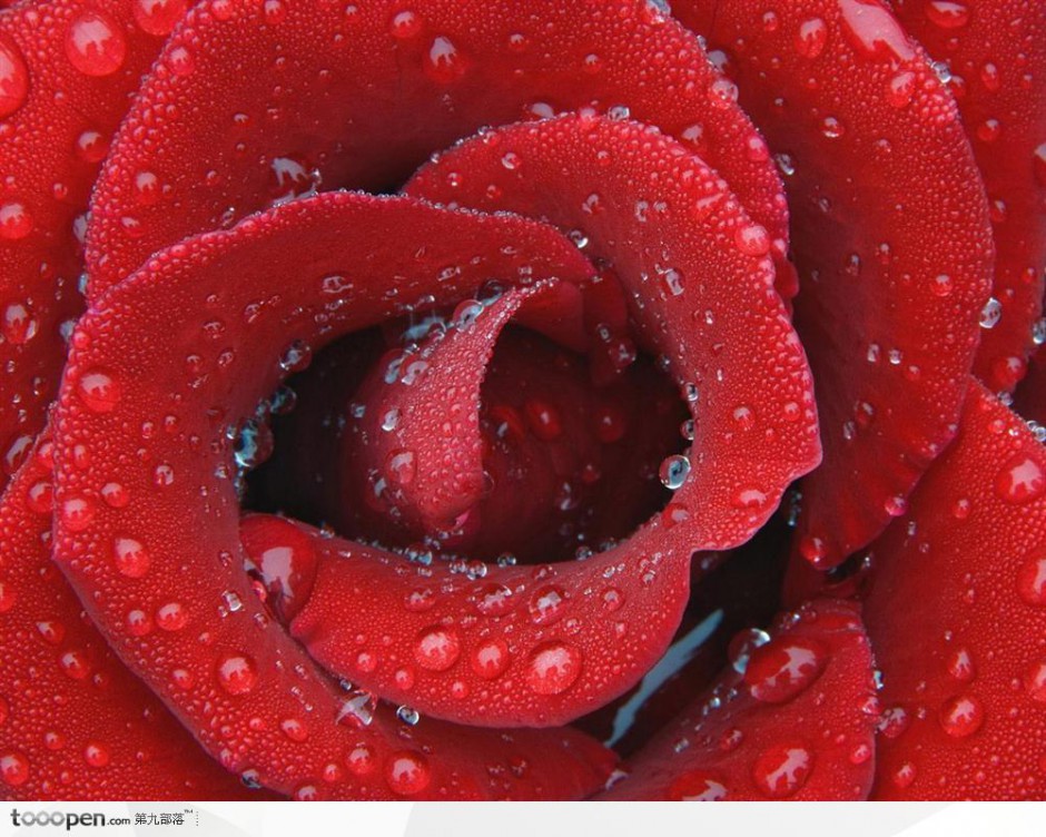 点击大图看下一张：唯美水滴玫瑰花背景特写图片