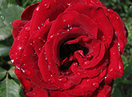 雨后的新鲜红玫瑰花图片素材