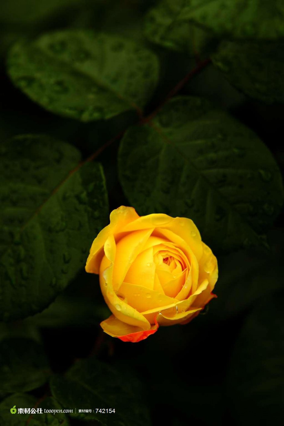 点击大图看下一张：山野中浪漫盛放的黄玫瑰