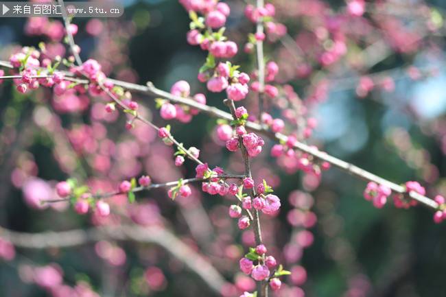 点击大图看下一张：粉桃花春天鲜花高清摄影图片