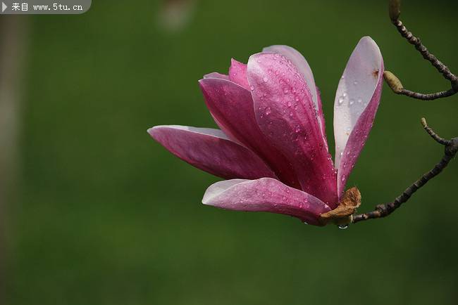 点击大图看下一张：带水珠的红玉兰花卉图片