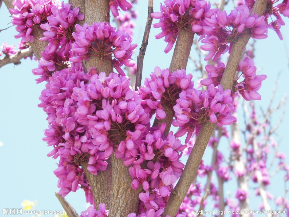 点击大图看下一张：香港紫荆花图片十分美丽