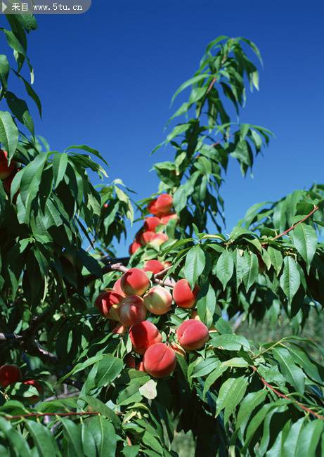 点击大图看下一张：桃树上芳香诱人的桃子图片