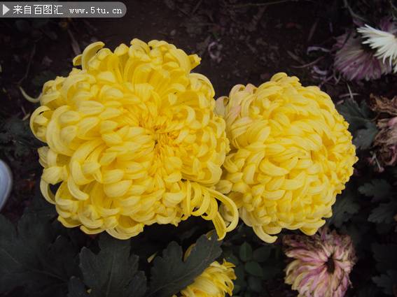 点击大图看下一张：金黄色的菊花实拍图片