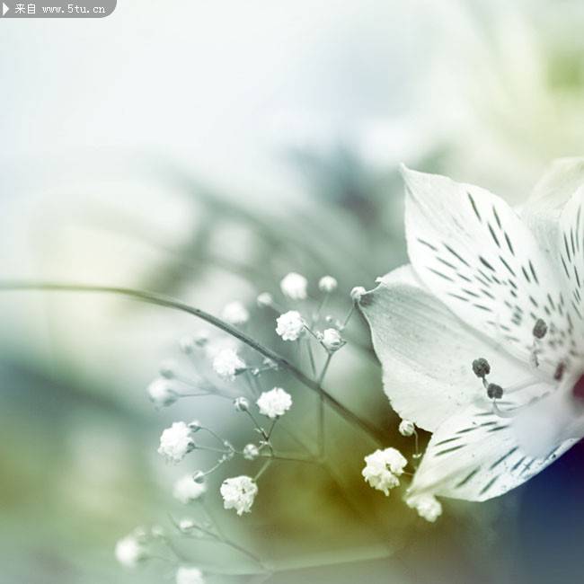 点击大图看下一张：唯美小清新菊花摄影图片