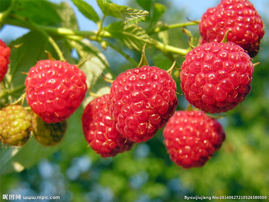 点击大图看下一张：清热解毒的水果红树莓图片欣赏