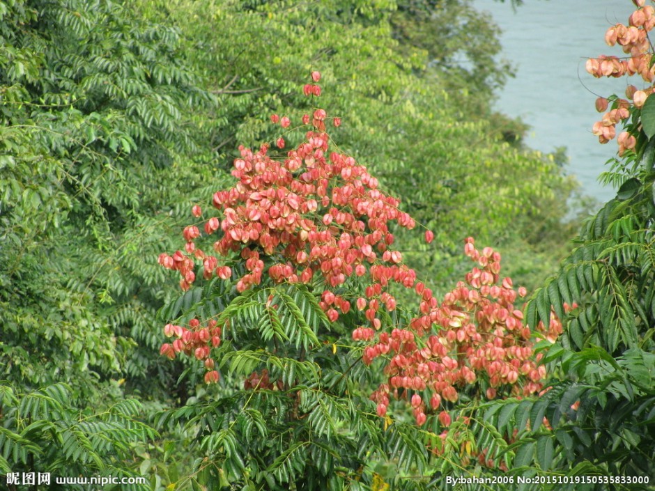 点击大图看下一张:黄山栾树图片生机勃勃
