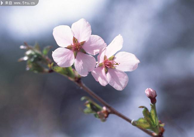 点击大图看下一张：淡雅柔美的白色樱花图片