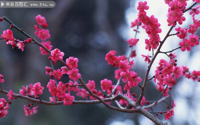 点击大图看下一张：冬季唯美红梅花摄影图片作品