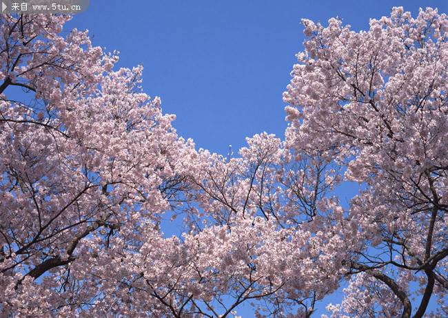 点击大图看下一张：满树烂漫的樱花图片