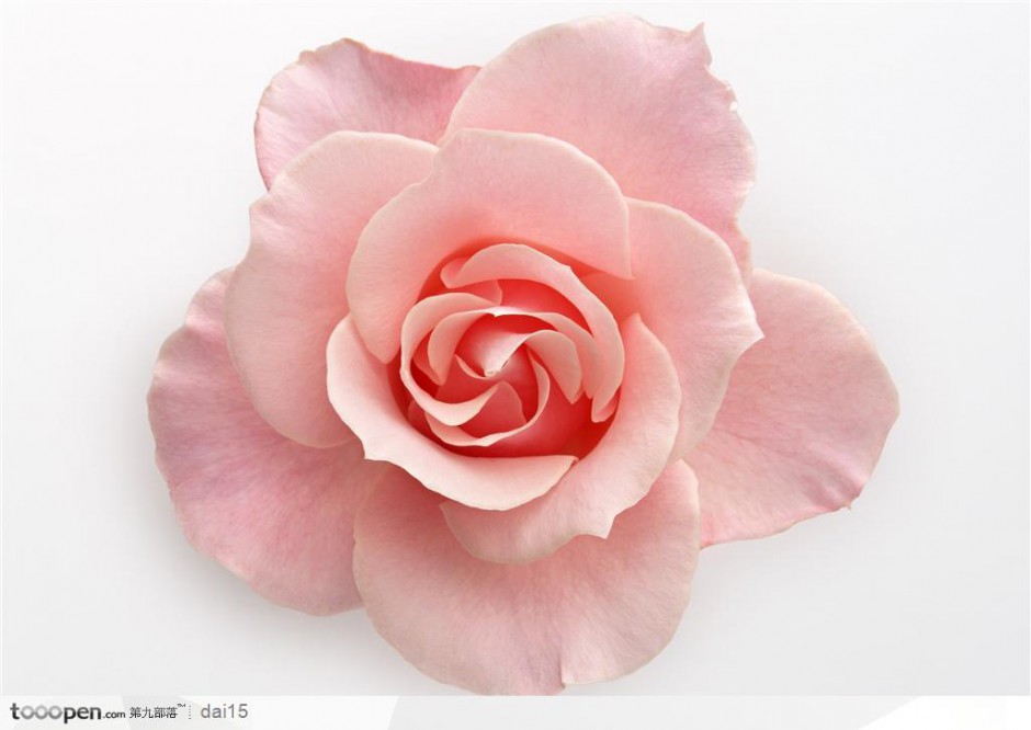点击大图看下一张：粉玫瑰花唯美背景图片素材