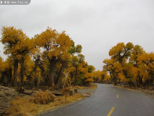 点击大图看下一张：秋天路边的白杨树图片