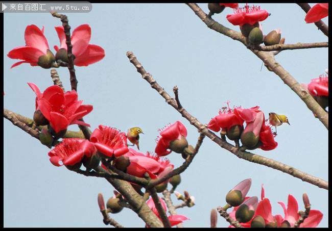 点击大图看下一张：温暖春日的木棉花摄影图片