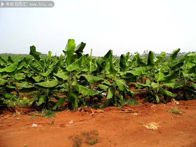 点击大图看下一张：农村种植的香蕉幼苗图片