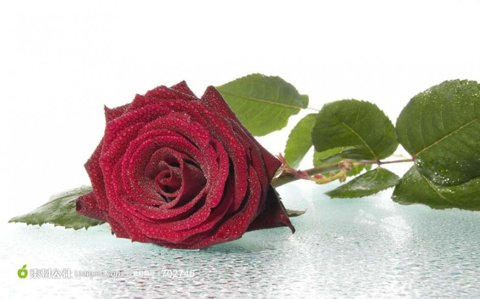 点击大图看下一张：沾满水滴的一枝红玫瑰花图片