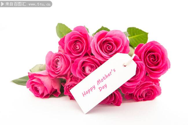 点击大图看下一张：一束艳粉的玫瑰图片素材