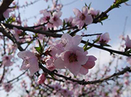 春天桃花风景图素材欣赏