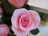 含苞待放的粉玫瑰摄影图片