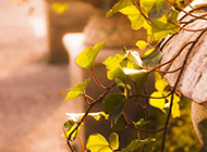 阳光下的绿色树叶摄影图片