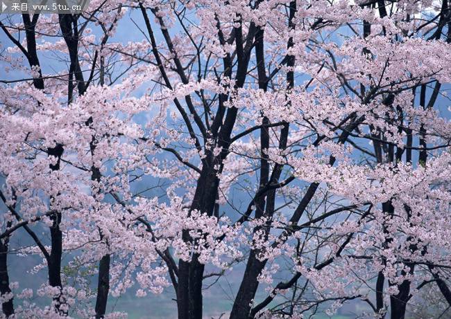 点击大图看下一张：美丽的樱花摄影图片欣赏