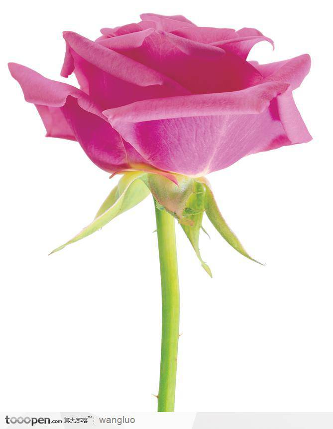 点击大图看下一张：一枝玫瑰花高清图片素材