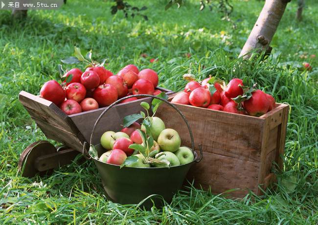 点击大图看下一张：果园里新鲜采摘的苹果图片