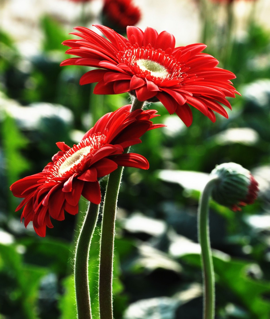点击大图看下一张：非洲菊争奇斗艳的图片素材