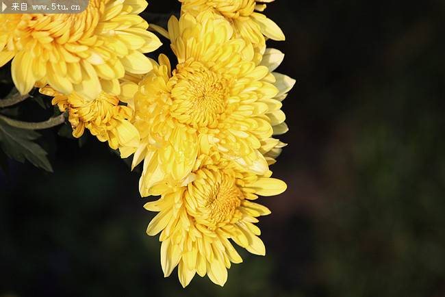 点击大图看下一张：优雅野菊花植物图片高清摄影壁纸