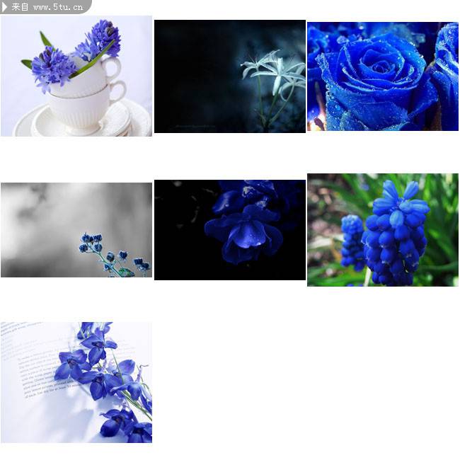 点击大图看下一张：蓝风信子花朵高清图案