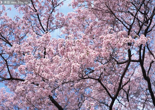 点击大图看下一张：早春盛情绽放的樱花图片