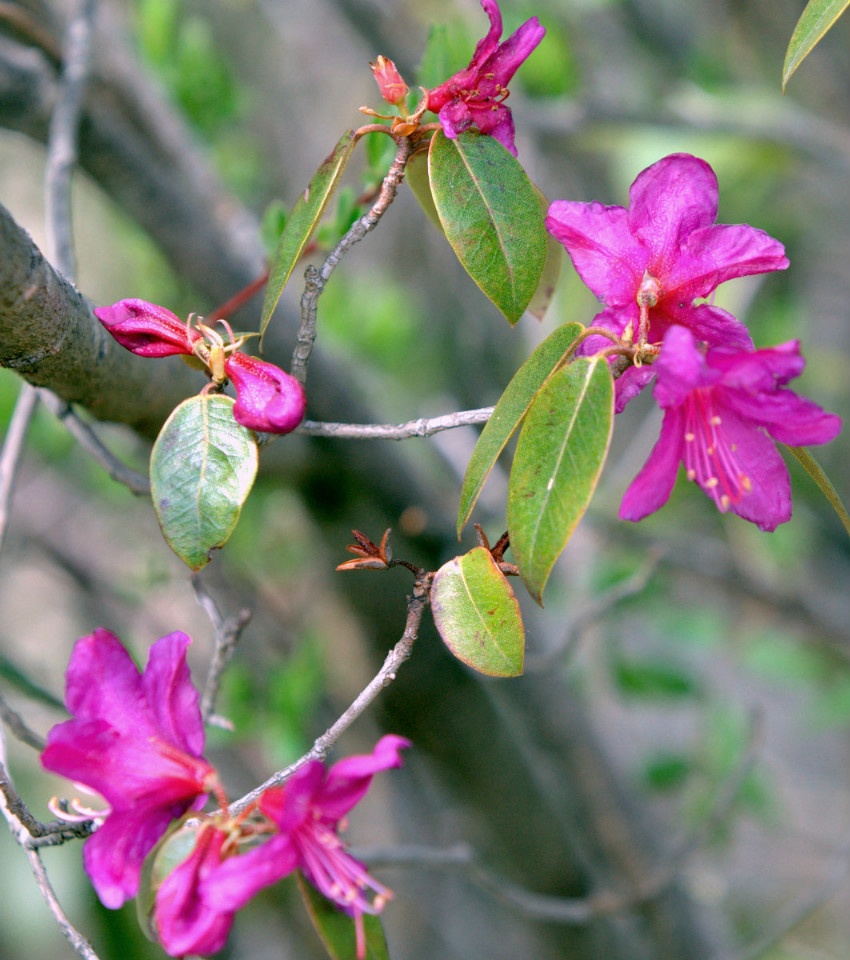 点击大图看下一张：精美的野生紫花杜鹃植物图片