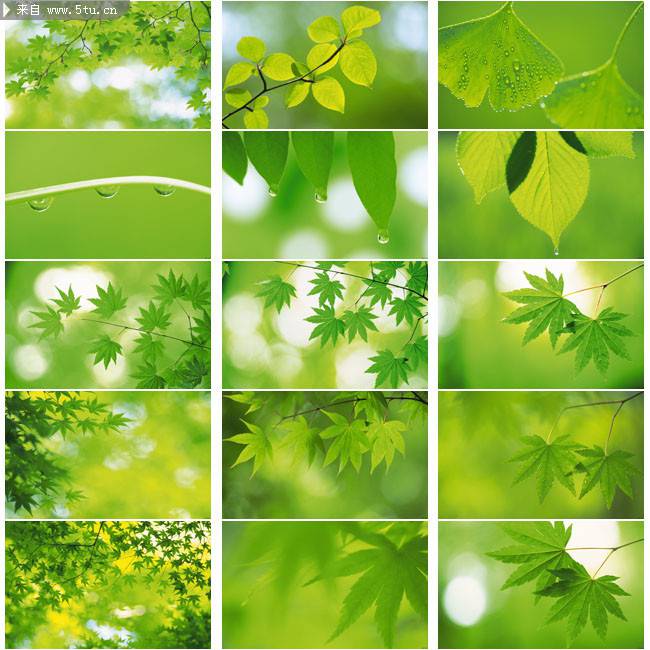 点击大图看下一张：绿色枫叶植物图片精选壁纸