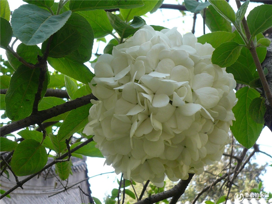点击大图看下一张：扬州市花木绣球高清植物图片
