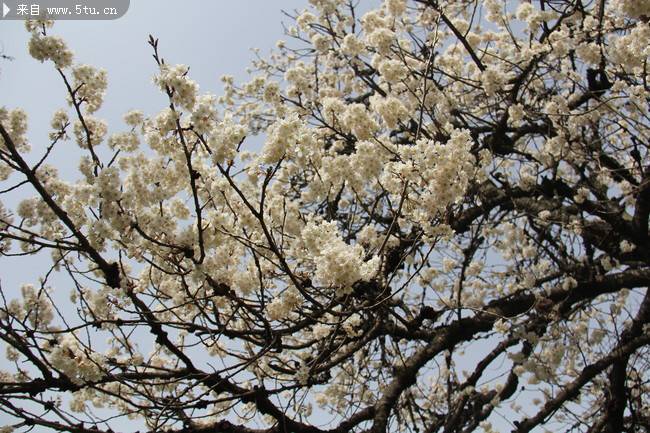 点击大图看下一张：白色樱花盛开的图片