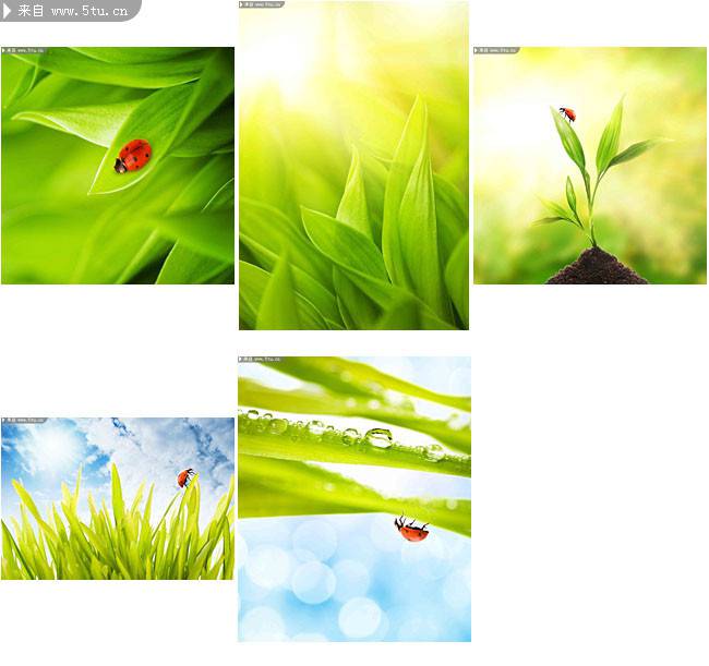 点击大图看下一张：七星瓢虫恋上绿色植物图片