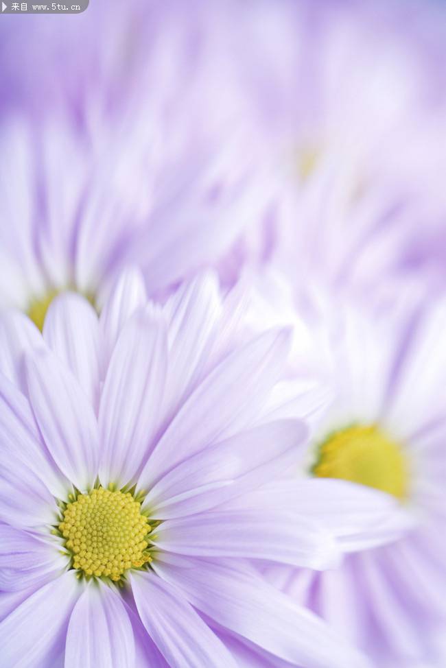 点击大图看下一张：赏心悦目的菊花图片大全