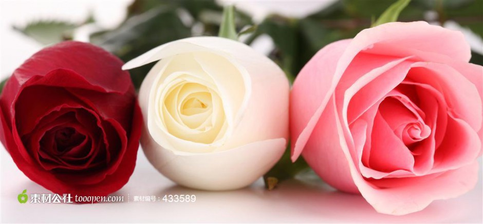 点击大图看下一张：不同颜色的玫瑰花朵图片