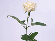 一朵盛放的白玫瑰图片