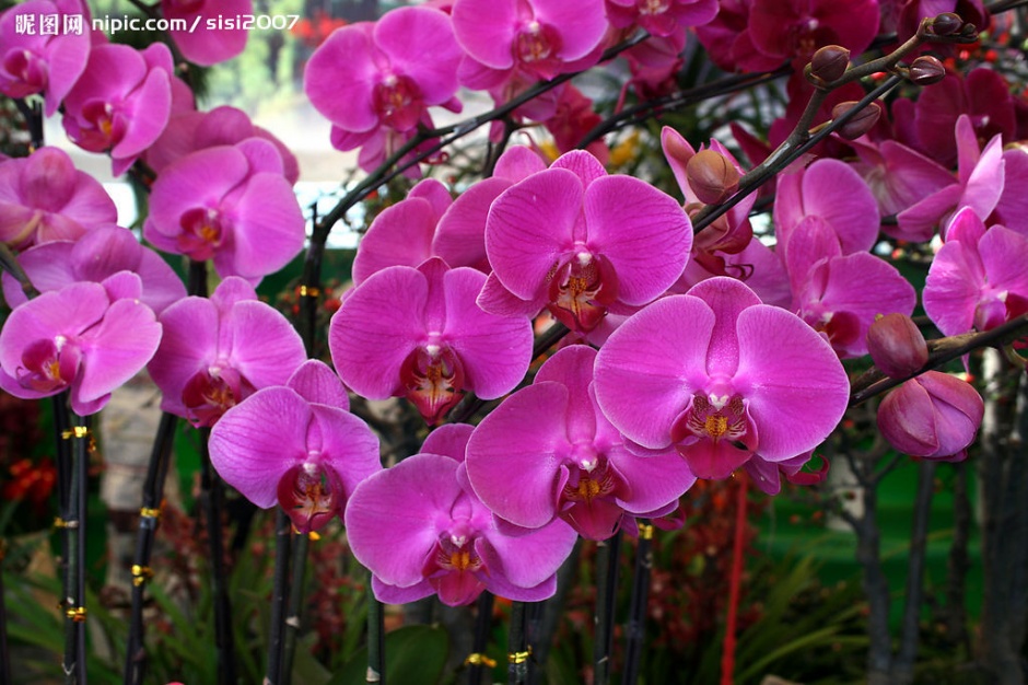点击大图看下一张：唯美的紫色蝴蝶兰植物图片