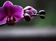 紫色蝴蝶花摄影图片