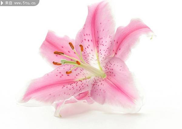 点击大图看下一张：粉色百合花背景素材欣赏