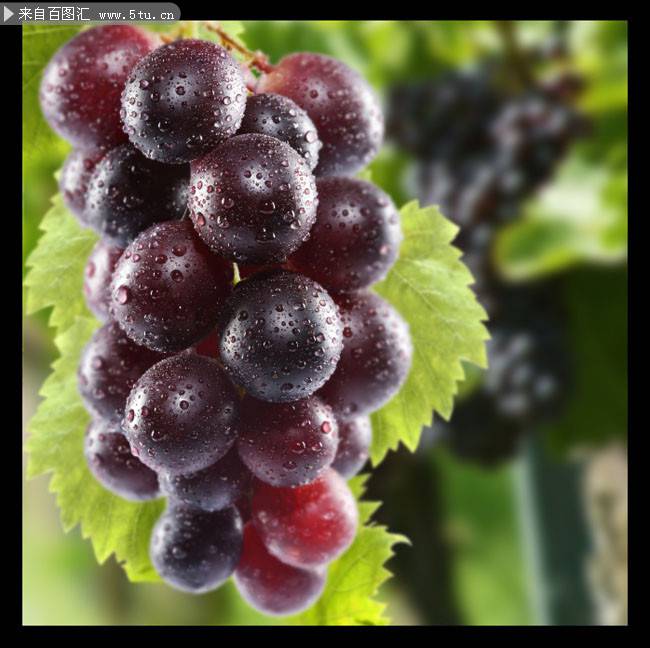 点击大图看下一张：带水滴的紫色葡萄图片