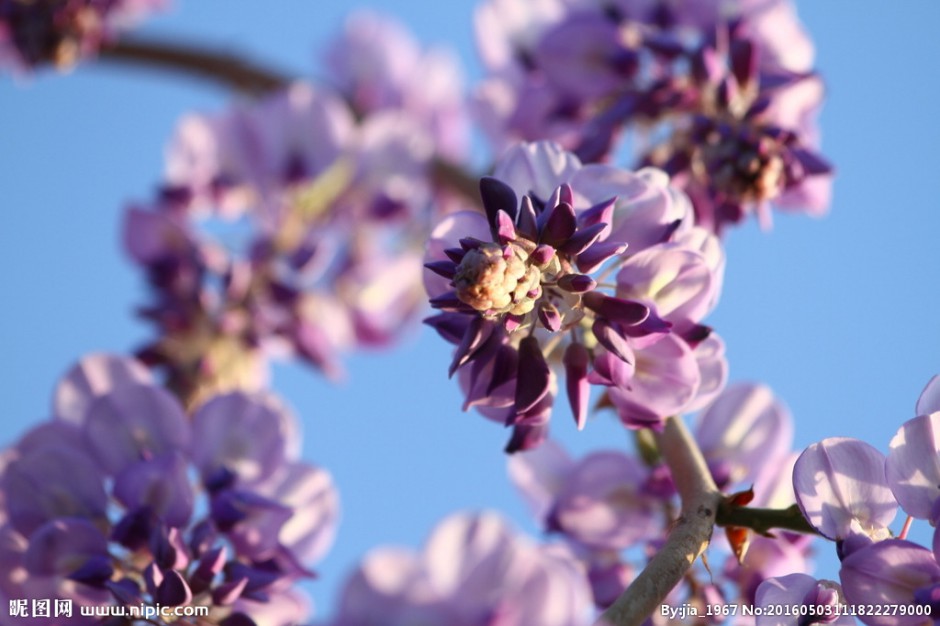 点击大图看下一张：最美紫藤花图片令人陶醉