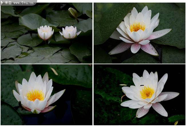 点击大图看下一张：美丽的白莲花图片摄影集