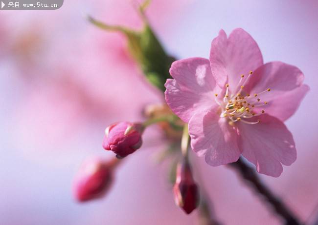 点击大图看下一张：枝头芬芳烂漫的粉色樱花图片