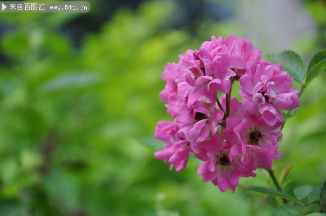 点击大图看下一张：春天绽放的紫色野花图片