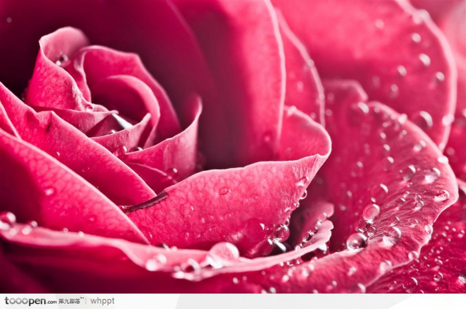 点击大图看下一张：带水滴的红玫瑰花高清背景图片