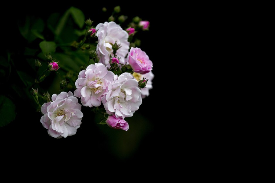 点击大图看下一张：粉红色蔷薇花图片绽放美丽