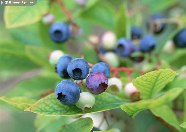 点击大图看下一张：挂在树上的蓝莓