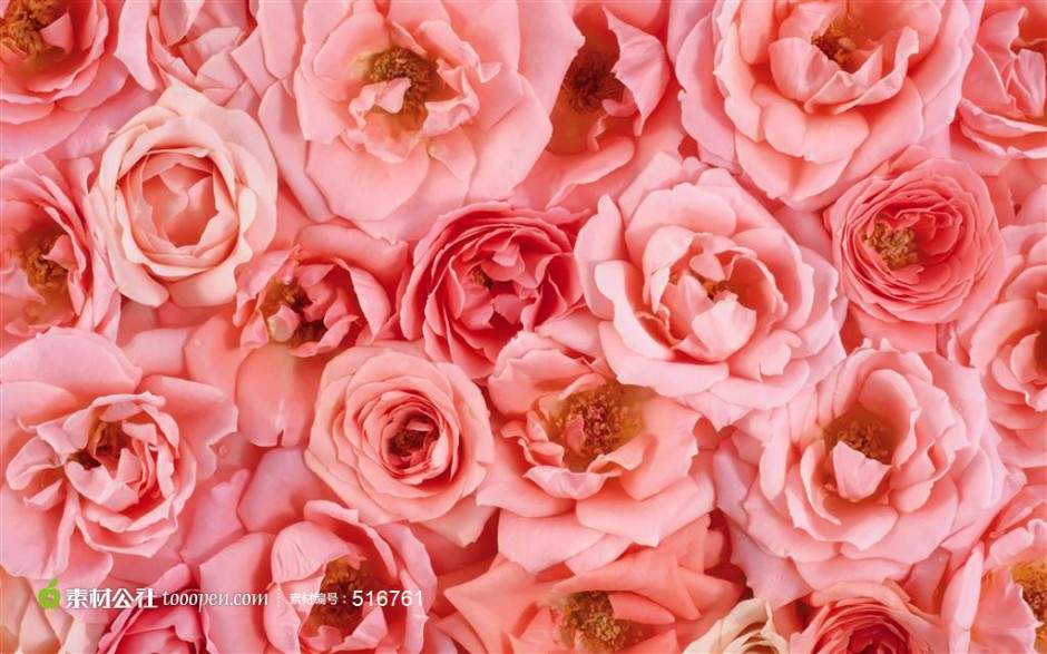 点击大图看下一张：精美粉色玫瑰花图片赏析